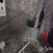 طيور كروان