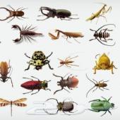 شركة مكافحةحشرات بالدمام الشرقية انقاذ