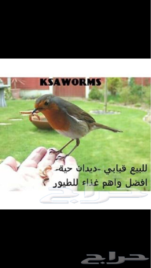 للبيع دود قبابي حي لجميع انواع الطيور والاسماك والزواحف