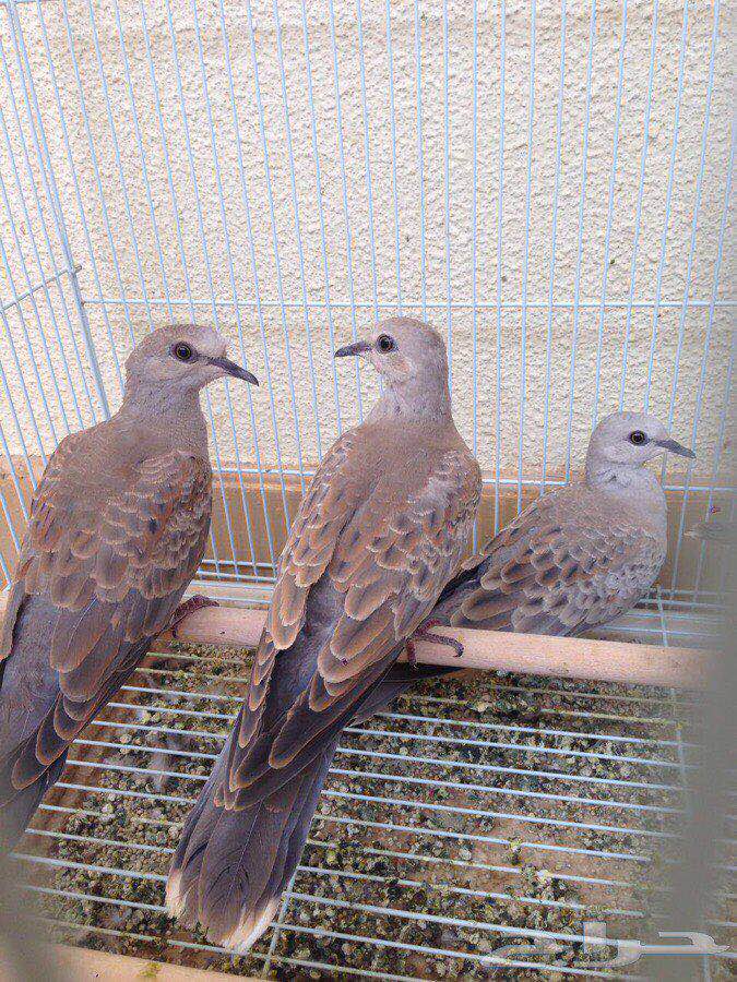 قمري للبيع نزل