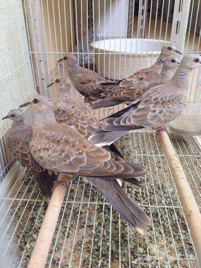 قمري للبيع نزل