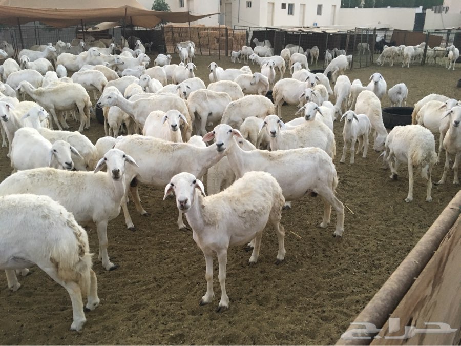 150 راس حري اطفاله 100 ومعزى 30 تحتها 16