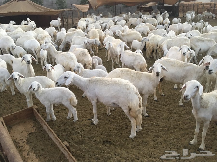 150 راس حري اطفاله 100 ومعزى 30 تحتها 16
