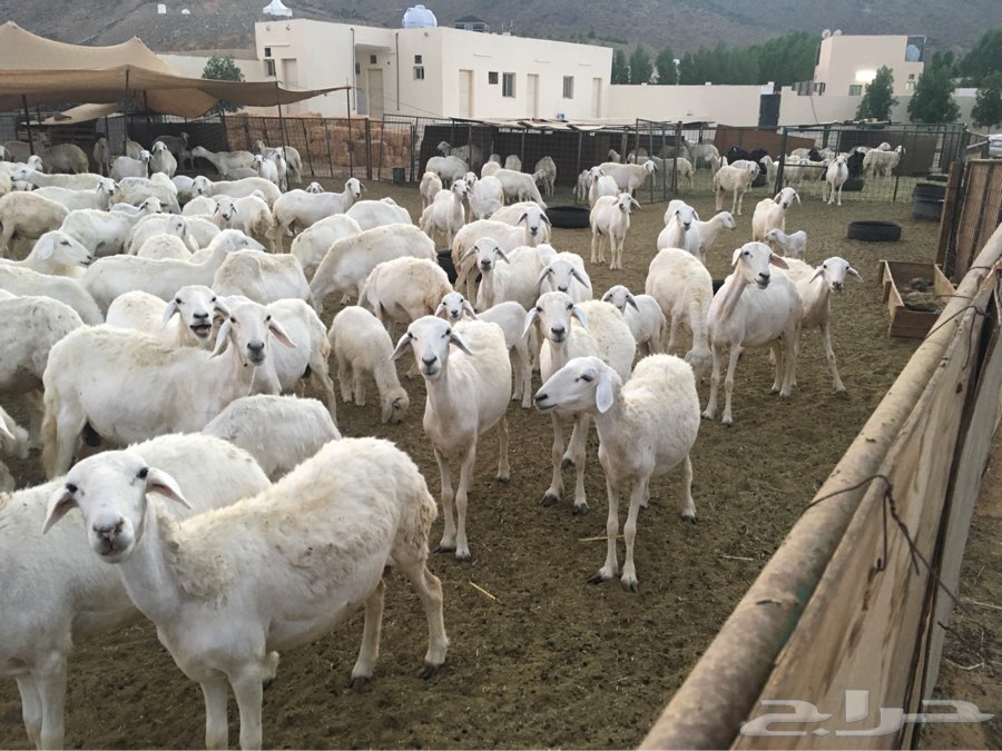 150 راس حري اطفاله 100 ومعزى 30 تحتها 16