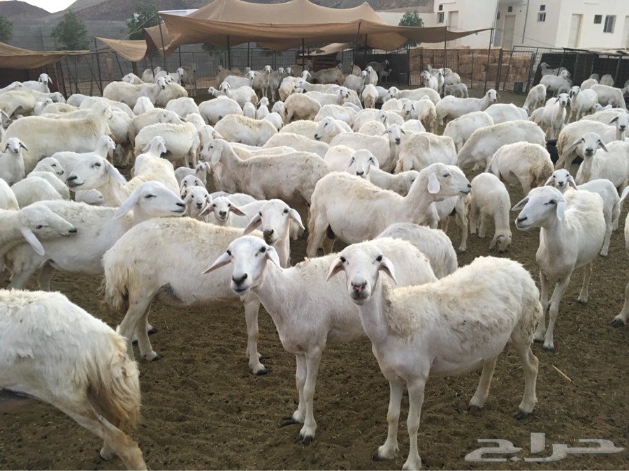 150 راس حري اطفاله 100 ومعزى 30 تحتها 16