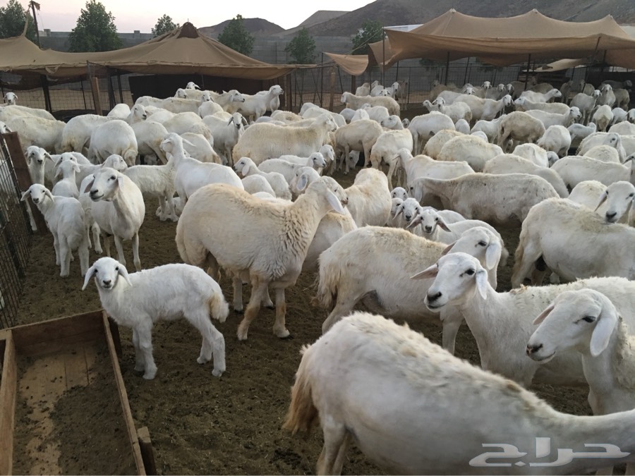 150 راس حري اطفاله 100 ومعزى 30 تحتها 16