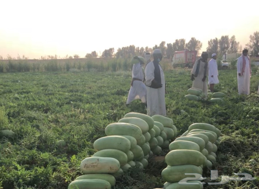 جح ساجر في الرياض 2 جح ساجر في الرياض 1