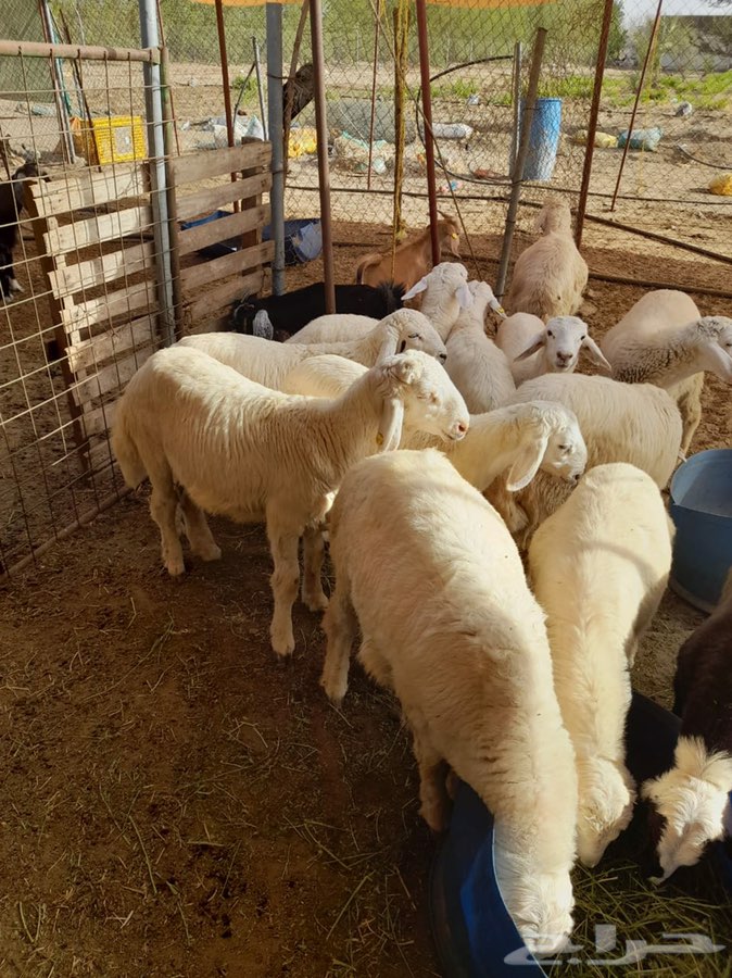 ذبايح ذبائح طليان حرية حريات جبرة في جده 2 ذبايح ذبائح طليان حرية حريات جبرة في جده 1