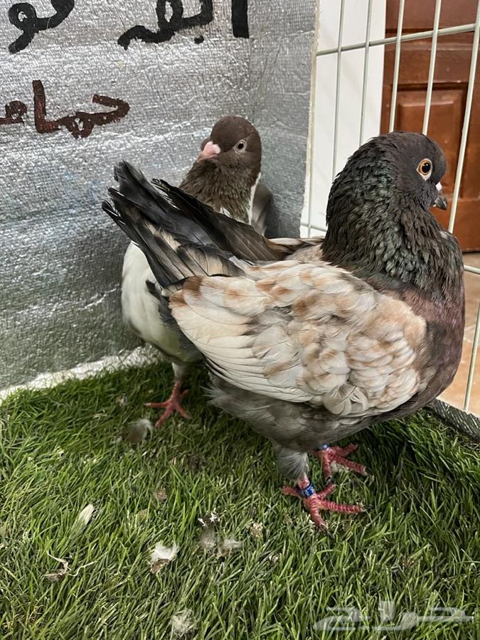 كينج امريكي 0